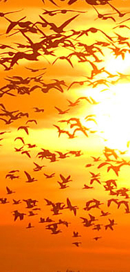 SEO/BirdLife apuesta por la sostenibilidad como reto para afrontar la crisis en 2012