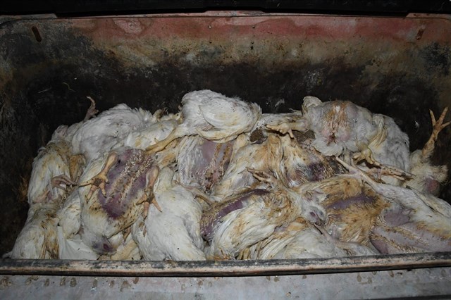 Igualdad Animal denuncia maltrato animal en granjas del segundo mayor productor de carne de pollo de Reino Unido