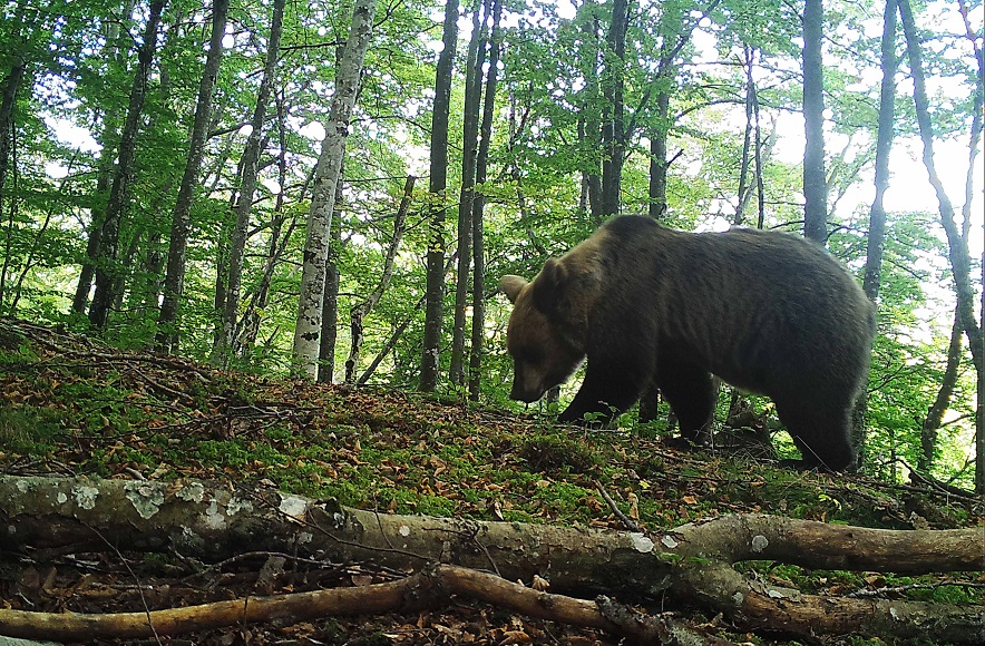 Fraude en la conservación del oso en Castilla y León