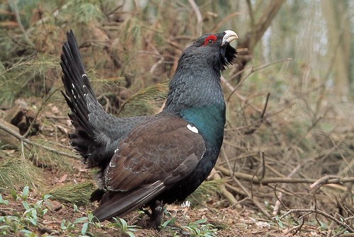 La conservación del urogallo cantábrico un referente mundial