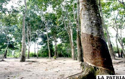 En Bolivia existen más dos millones de hectáreas de bosques tropicales