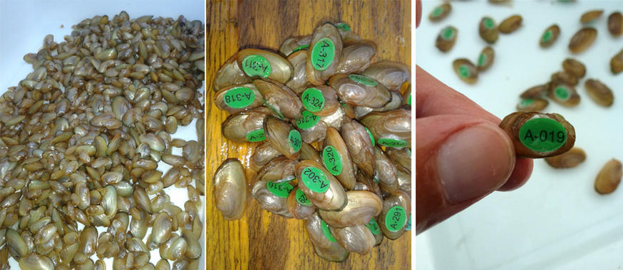 El lago de Banyoles repoblado con centenares de juveniles de mejillones de agua dulce