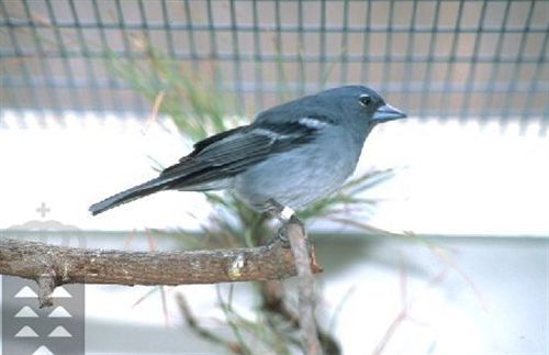 Gobierno canario culmina las actuaciones para la recuperación del Pinzón Azul en Gran Canaria tras el incendio de 2007
