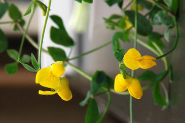 Disminuir el uso de fertilizantes nitrogenados produce plantas más eficaces y suelos más productivos