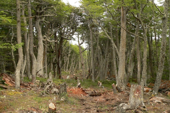 Argentina: La justicia ratificó una condena por tala ilegal en Tierra del Fuego