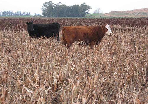 El equilibrio entre ser productivo y sustentable