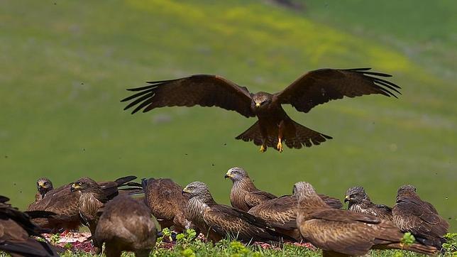 Castilla y León facilita la alimentación de las aves carroñeras