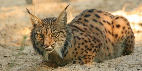 PP-A agradece a los grupos del Senado el apoyo a la declaración institucional en defensa de Doñana