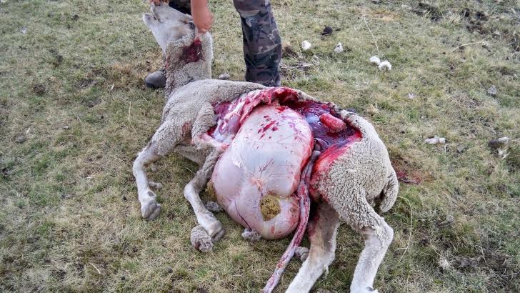 Europa buscará soluciones a los ataques de lobo en Castilla y León