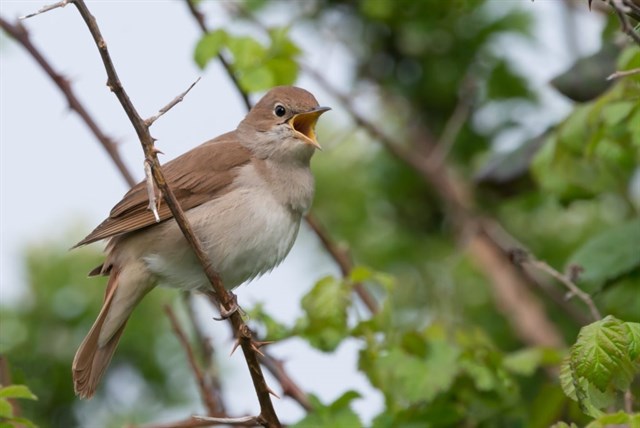El ruiseñor común tiene el récord de longevidad de pequeñas aves migratorias con 11 años de vida