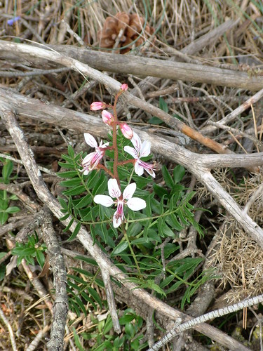 Identifican cinco especies de plantas medicinales distintas bajo el mismo nombre