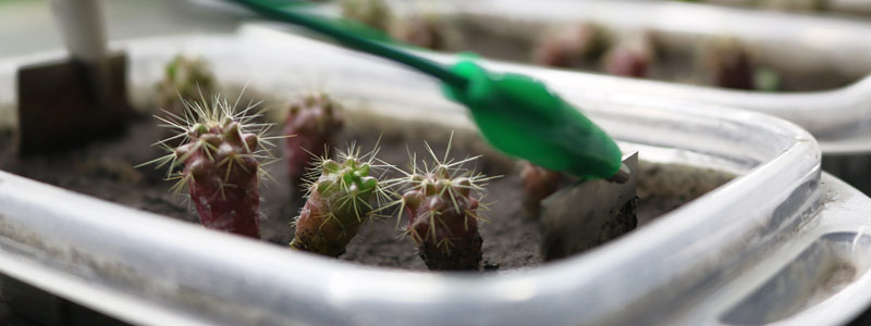 México. Cideteq presenta método con electricidad para germinar plantas amenazadas