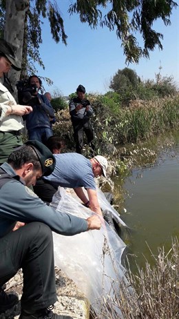 Junta de Andalucía libera más de 70 kilos de angulas inmaduras en el Guadalquivir por Alcalá del Río (Sevilla)