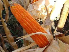 Climate change could affect crop production in the Midwest