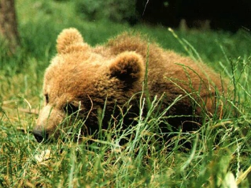 La osa capturada en Liébana está aparentemente bien y en unos días le harán un chequeo para decidir sobre su futuro