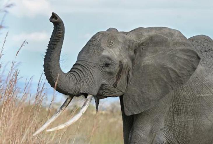 Por qué la trompa del elefante es tan versátil