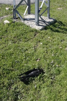 Aparecen muertos un milano negro y un cuervo por los tendidos eléctricos en Ávila