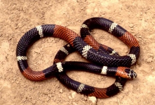 Alertan por el incremento de actividad de las serpientes venenosas en Córdoba