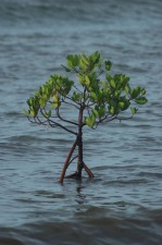 Los manglares que están desapareciendo a una velocidad alarmante no han sido incluidos en la agenda del borrador cero de Río+20