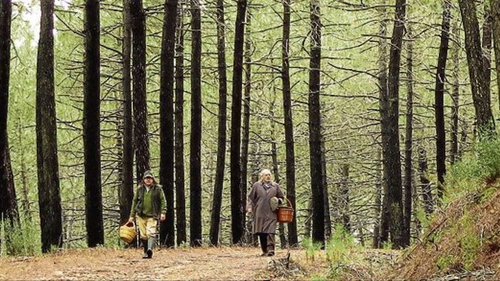 Extremadura necesita más montes públicos