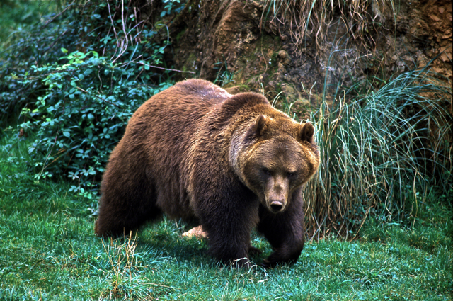 Pirineos. Oso pardo protagoniza dos nuevos partos durante este invierno