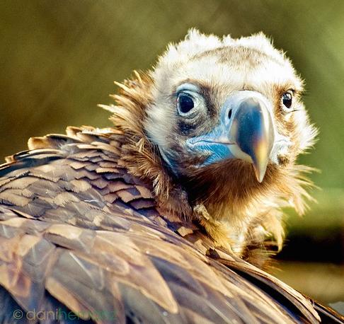 Los trabajos de recuperación de la Comunidad logran que la colonia de buitre negro alcance las 100 parejas