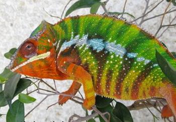 Camaleones y fantasmas