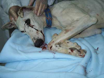 Los cazadores ‘llorarán desconsoladamente’ ante el Congreso contra el olvido del sector