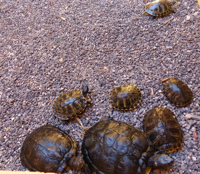 En Tenerife intervienen 22 tortugas de Florida