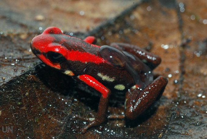 Colombia. Comprueban que la rana ‘Ranitomeya bombetes’ se ha adaptado a condiciones extremas