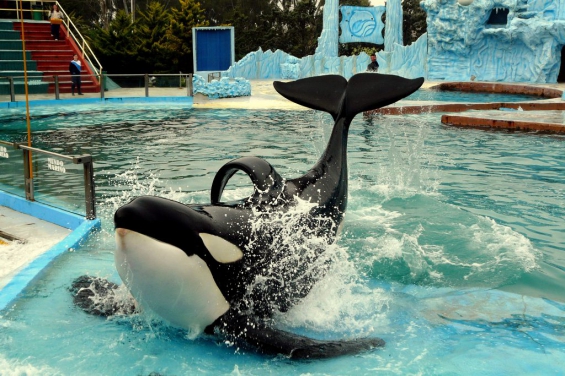 Argentina. Protesta frente a Mundo Marino por el fin de los shows con animales
