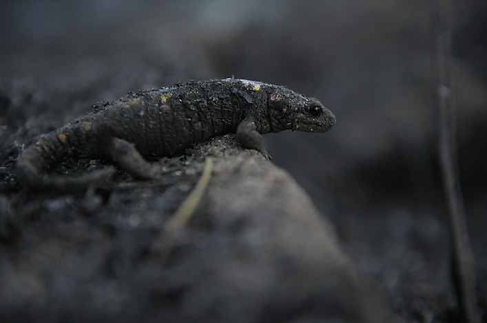 Impacto ambiental de los incendios de la Comunidad Valenciana sobre la biodiversidad