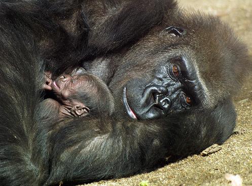 Nace una cría de gorila en el Zoo Aquarium de Madrid