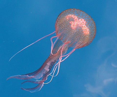 Este verano se prevén menos medusas que en 2009