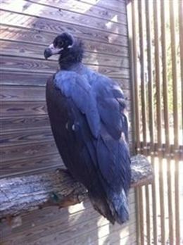 Agentes rurales recuperan un buitre negro en Lérida