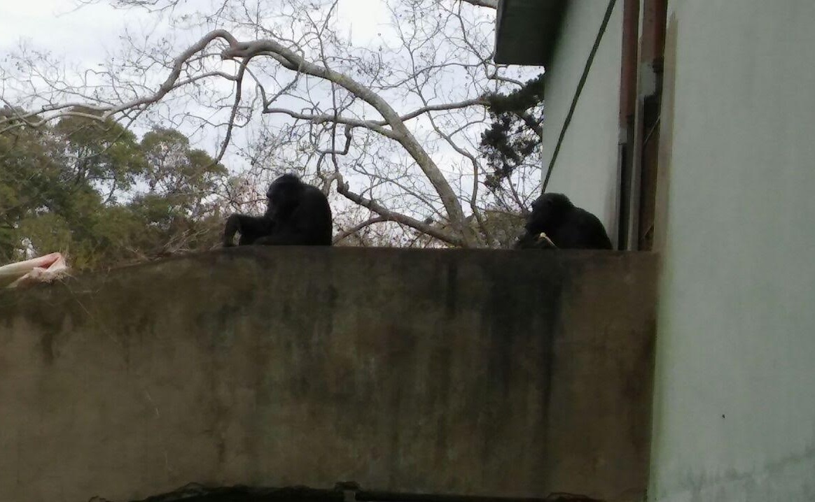 Proyecto gran simio se une a la asociación prodea en un amparo presentado a la justicia Argentina debido a la extrema situación en que se encuentran la mayoría de los animales en el zoo de la plata.