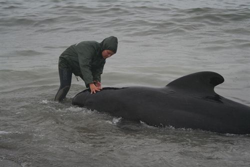 El Cegma estudia mediante necropsia un calderón fallecido en una playa de La Línea