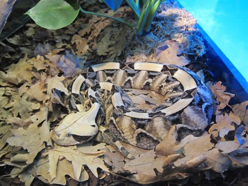 El ancestro de serpientes y lagartos paria a sus crías