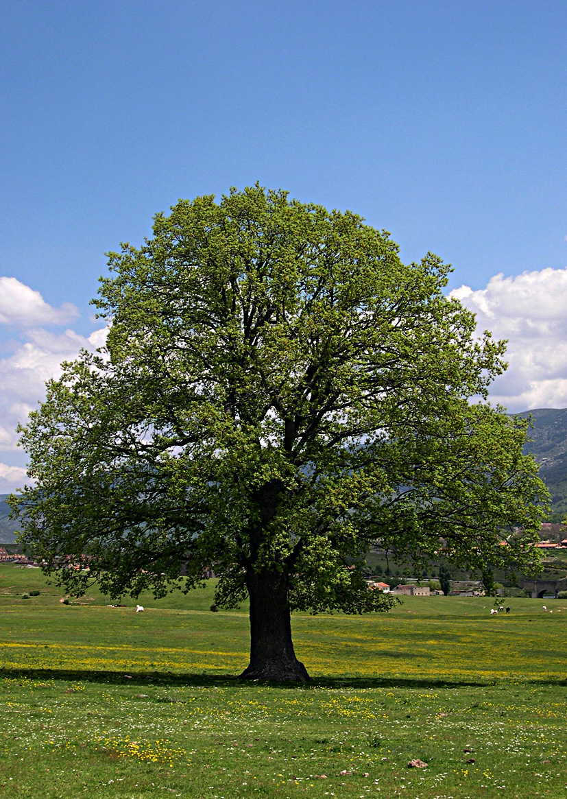 El MARM imparte el curso “Actuaciones de Restauración Forestal dirigidas a la Conservación de la Biodiversidad y Mitigación de la Desertificación y el Cambio Climático”