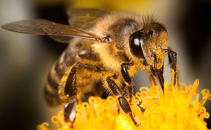 Dos insecticidas ‘arrasan’ con las abejas