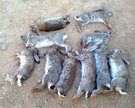 La Confederación Hidrográfica del Guadiana da ‘luz verde’ para cazar conejos en su territorio y controlar la población