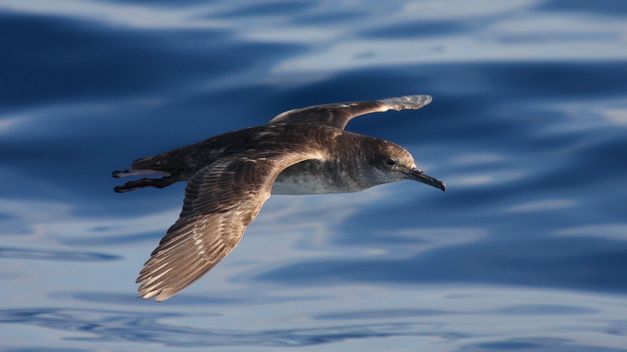 Europa no tolerará el incumplimiento de la normativa de conservación de aves