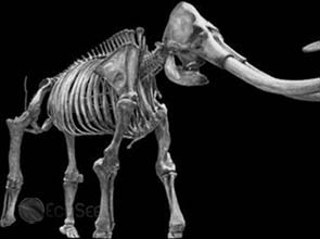 Woolly mammoth hunters helped change climate