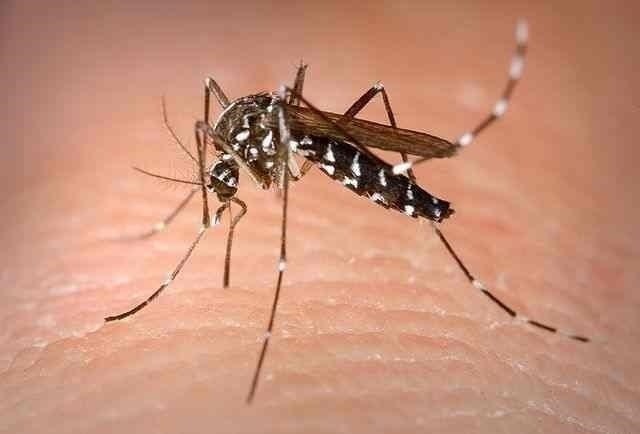 La Comunidad de Madrid continúa libre del mosquito tigre