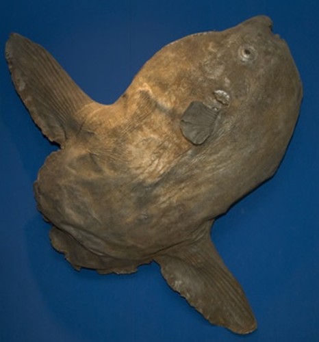 El Museo Nacional de Ciencias Naturales (CSIC) no acerca al pez luna