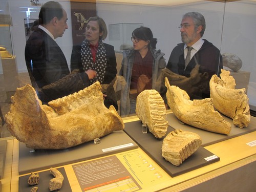 Exposición ‘Elefantes y humanos en el Pleistoceno de Soria’