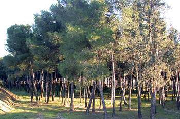 Conoce a fondo las actividades agropecuarias tradicionales en Valsaín