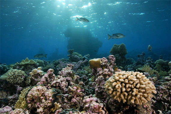 El estudio del Mediterráneo reúne en Mallorca a los principales expertos europeos en oceanografía