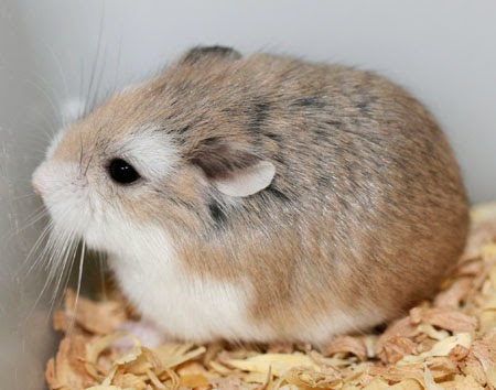 Un hámster de ‘circo’ (Vea VIDEO)