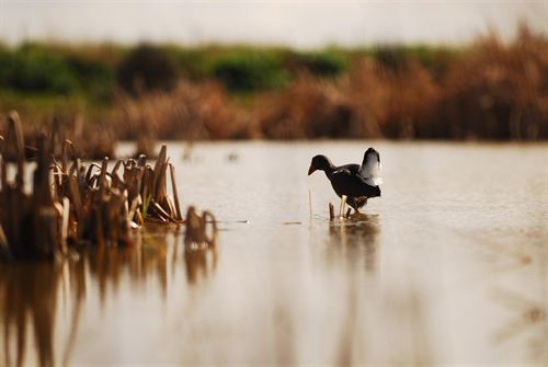 Sevilla contabiliza 297.500 ejemplares de 73 especies de aves acuáticas en sus humedales